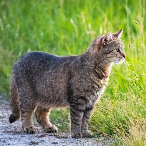 Der kleine Schwabbelbauch einer Katze, den wir in diesem Artikel erklären, hat nichts mit Übergewicht zu tun
