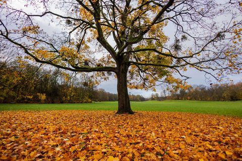 Unter dem Strich war der Herbst 2025 in NRW laut DWD recht mild. (Archivbild) Foto: Rolf Vennenbernd/dpa