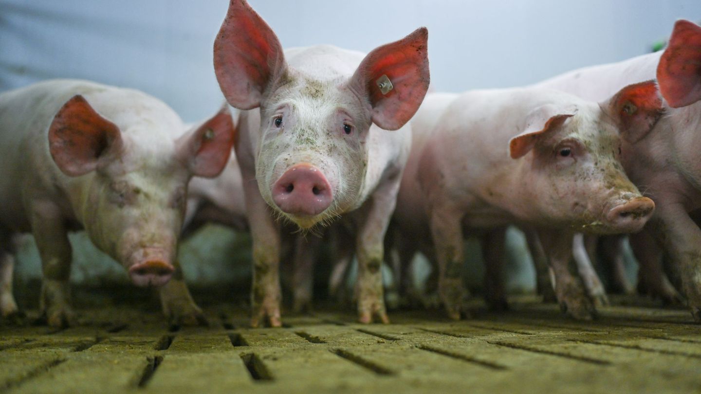 Die "Zukunftswerkstatt Schwein" fand Einzug in die Haushaltsdebatte. (Symbolbild) Foto: Lars Klemmer/dpa