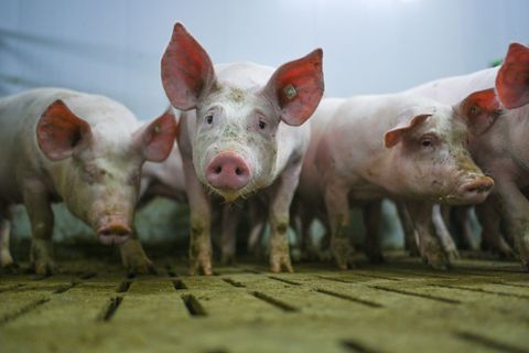 Die "Zukunftswerkstatt Schwein" fand Einzug in die Haushaltsdebatte. (Symbolbild) Foto: Lars Klemmer/dpa