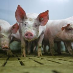 Die "Zukunftswerkstatt Schwein" fand Einzug in die Haushaltsdebatte. (Symbolbild) Foto: Lars Klemmer/dpa