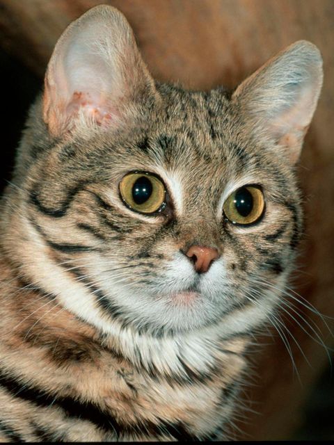 Hier sieht die Schwarzfußkatze fast aus, wie eine normale Hauskatze