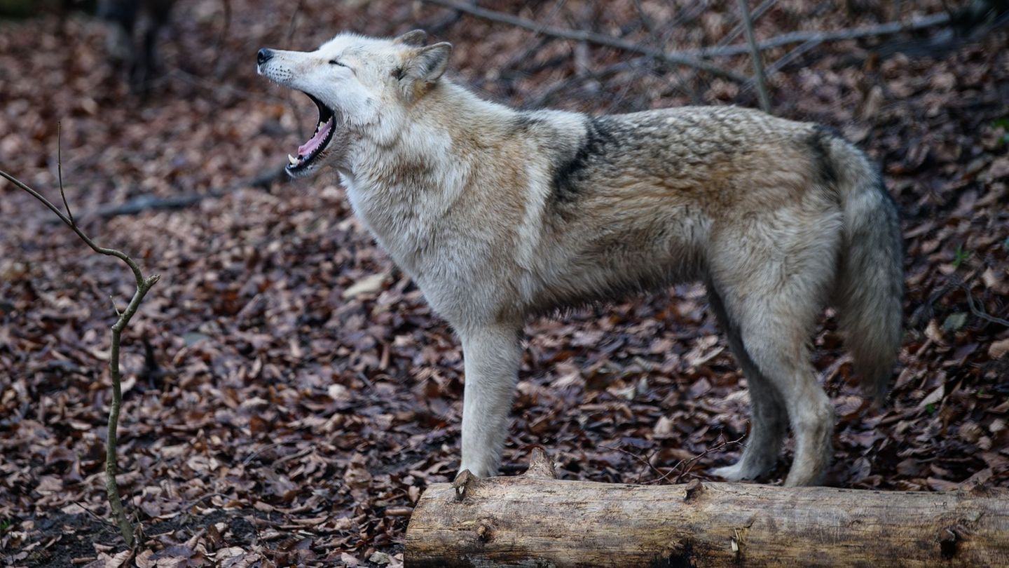 Tiere: Gerissene Hirsche in Wildpark - Wolf ist verantwortlich