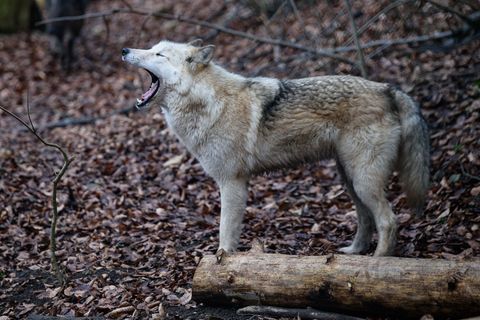 Die zwei Risse in dem Wildpark gehen offenbar auf einen einzelnen Wolf zurück. (Symbolbild) Foto: Swen Pförtner/dpa-Zentralbild/