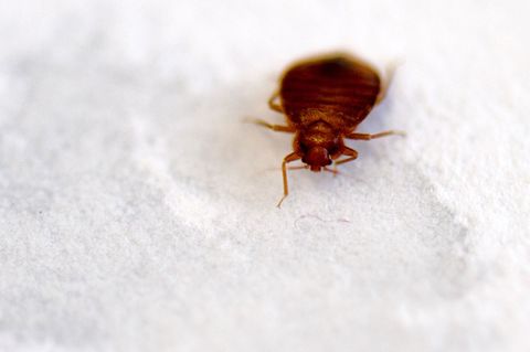 Wieder sorgen Bettwanzen in Paris für Aufregung. (Archivbild) Foto: Arno Burgi/dpa-Zentralbild/dpa