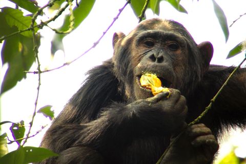Schimpansen sind vergorenen Sternäpfeln wie verfallen.