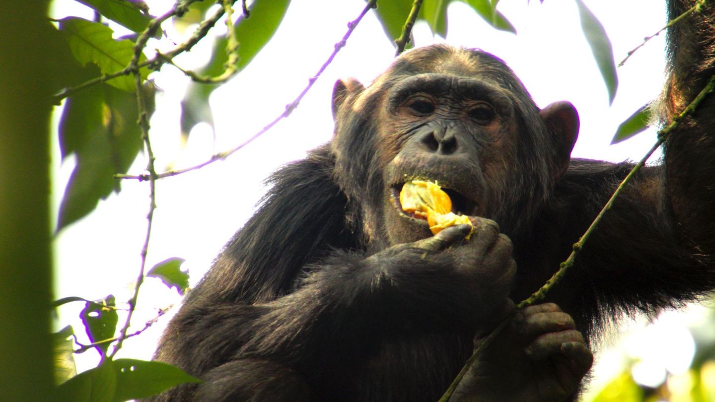 Schimpansen sind vergorenen Sternäpfeln wie verfallen.