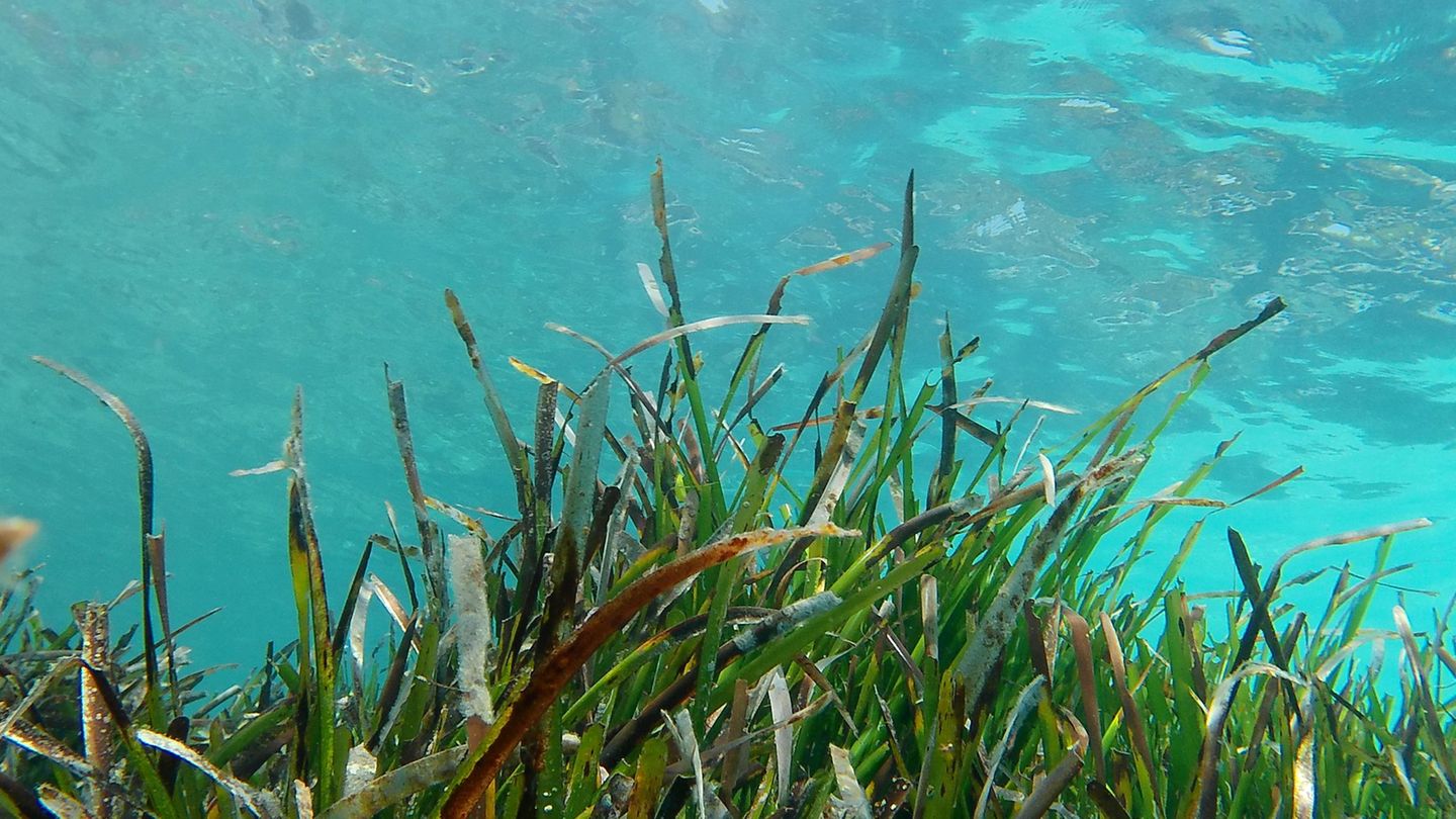 Umweltschutz-Naturschutzpreis-f-r-junge-Umweltsch-tzer-aus-Braunschweig