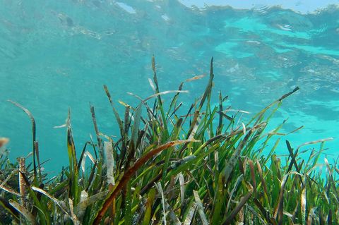 Ein Projekt für den Schutz von Seegras wird mit dem Jugend-Naturschutzpreis 2025 ausgezeichnet. (Symbolbild) Foto: Clara Margais