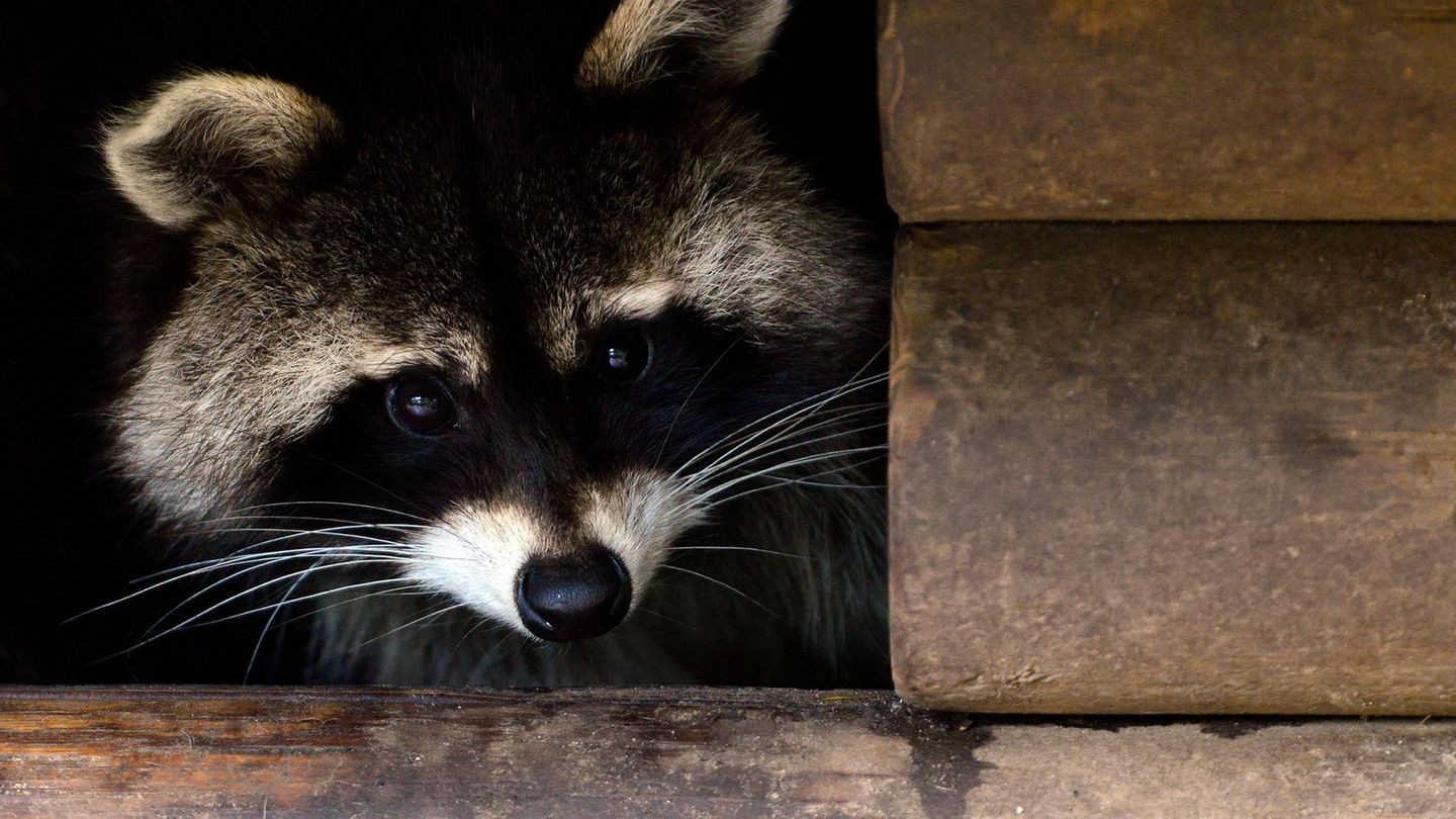 Die Hamburger CDU-Fraktion will Waschbären kastrieren lassen. (Symbolbild) Foto: picture alliance / dpa