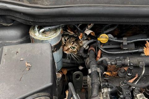 Fachleute haben den Motor so zerlegt, dass sie die Katze befreien konnten. Foto: --/Berufsfeuerwehr Augsburg/dpa