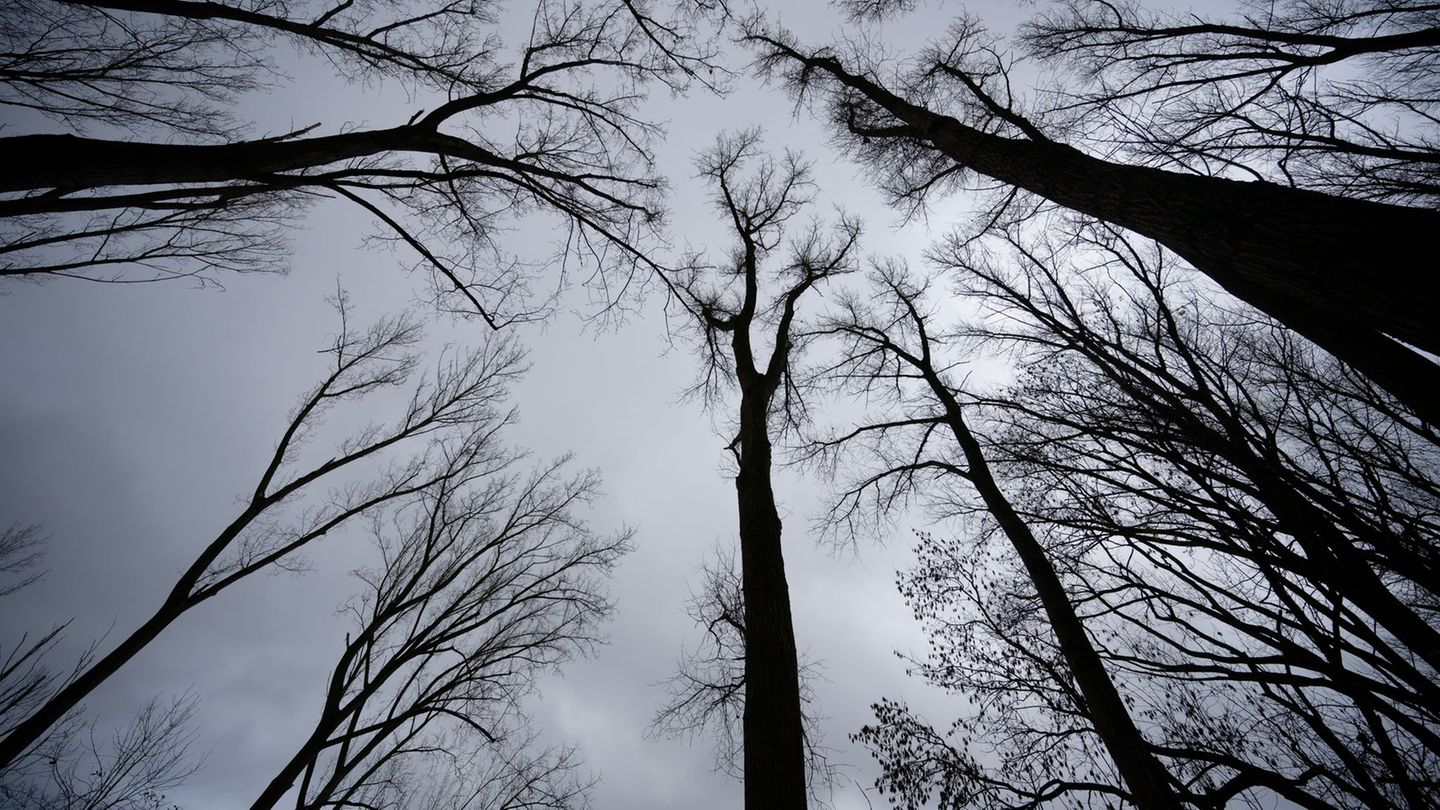 Auch in der ersten Dezemberwoche soll es überwiegend grau bleiben. Foto: Henning Kaiser/dpa
