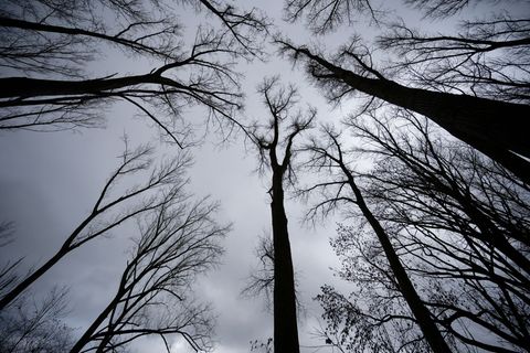 Auch in der ersten Dezemberwoche soll es überwiegend grau bleiben. Foto: Henning Kaiser/dpa
