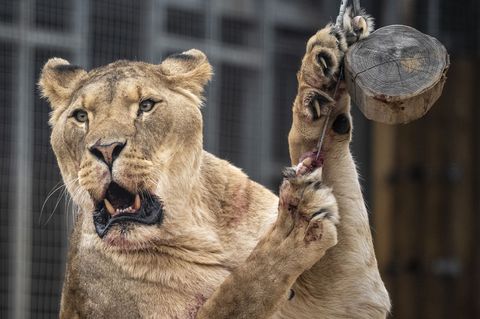 Der Eindringling kletterte rund sechs Meter über eine Mauer und an einen Baum in das Gehege hinunter. (Symbolbild) Foto: Ben Bir