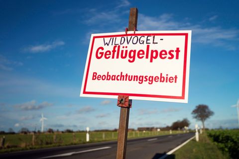 Auch in Nordrhein-Westfalen ist bei zahlreichen Wildvögeln und in etlichen Geflügelbetrieben die Vogelgrippe nachgewiesen worden