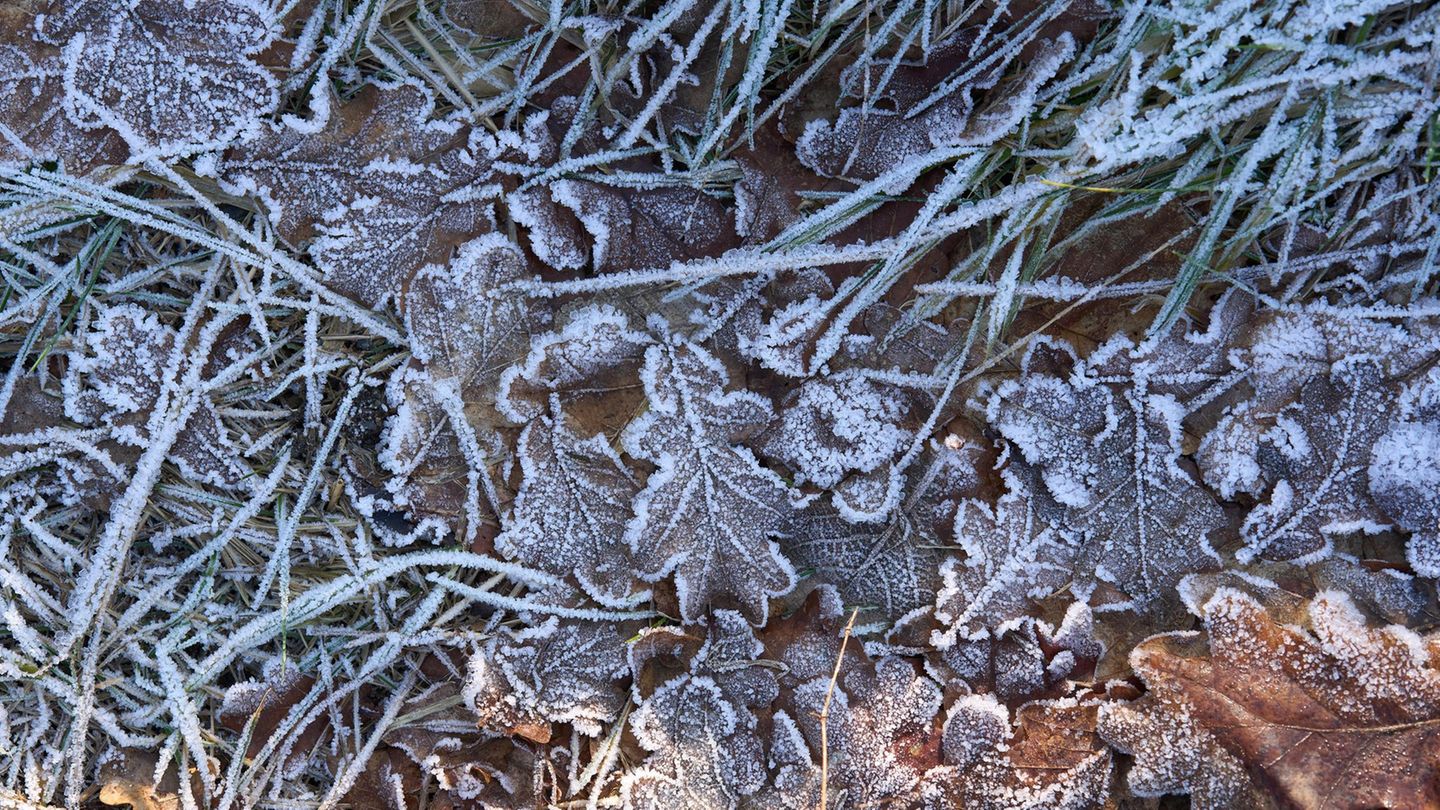Frost und Nebel in Rheinland-Pfalz und dem Saarland erwartet. (Symbolbild) Foto: Thomas Frey/dpa
