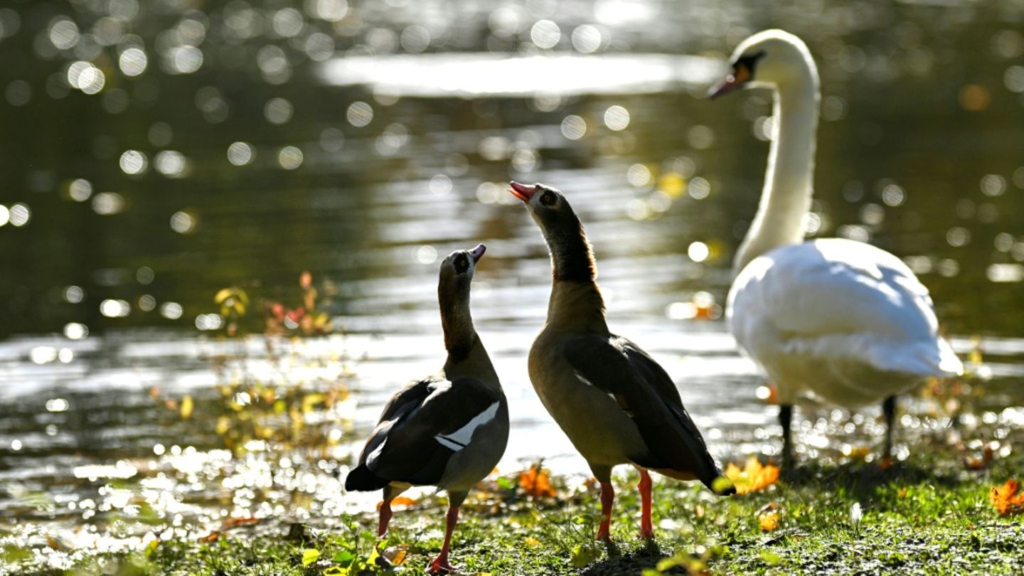 Schwan und Nilgänse