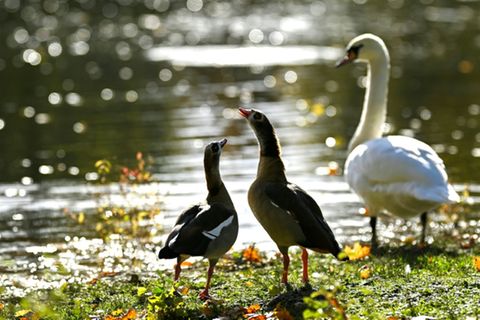 Schwan und Nilgänse