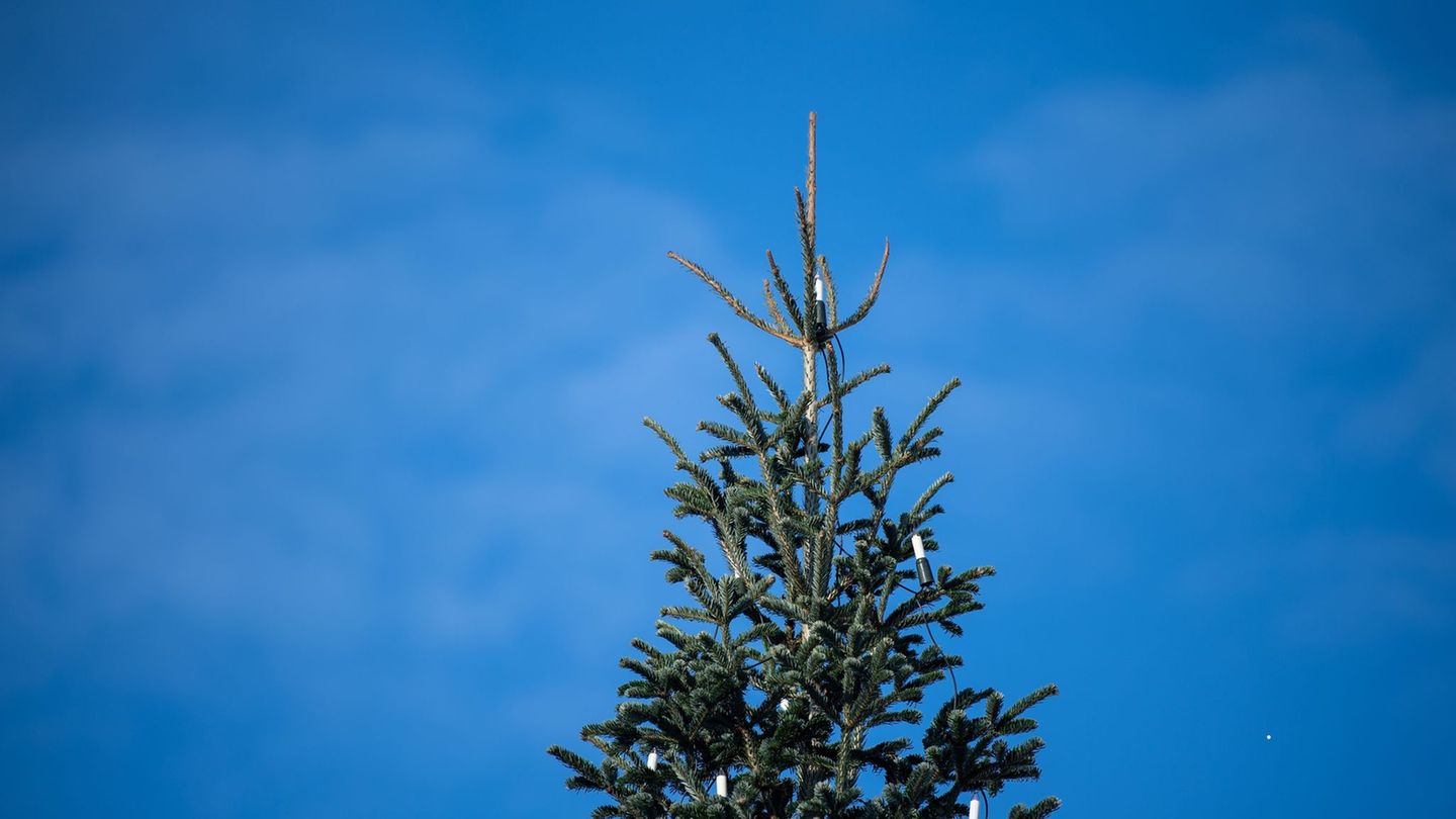 Medienberichten zufolge war der Weihnachtsbaum in Bachhagel 2022 schon einmal umgesägt worden. (Symbolbild) Foto: Melissa Erichs