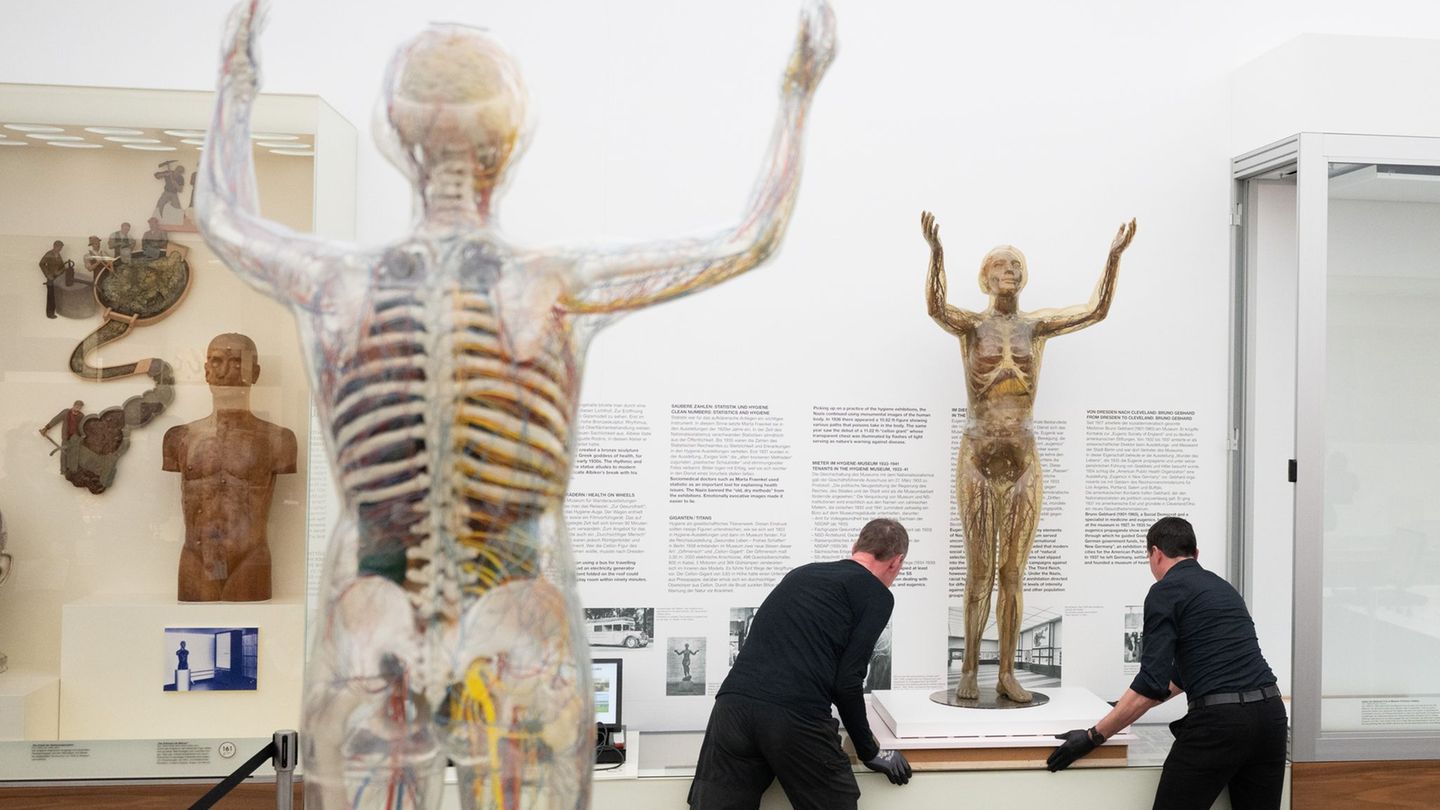 Das historische Modell der Gläsernen Frau wird im Deutschen Hygiene-Museum fortan in einer Klimavitrine präsentiert. Foto: Sebas