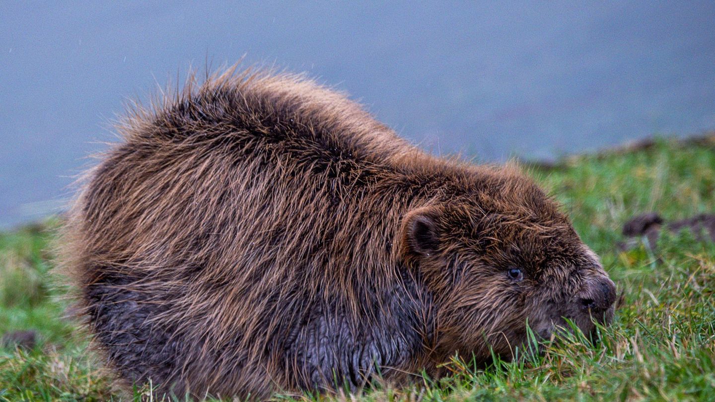 Biber sind mitunter nützliche, aber auch eigenwillige Baumeister. Bestimmte Verbände werden vom Land finanziell im Umgang mit Bi