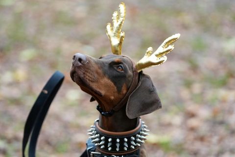 Vierbeiner im Weihnachtsoutfit