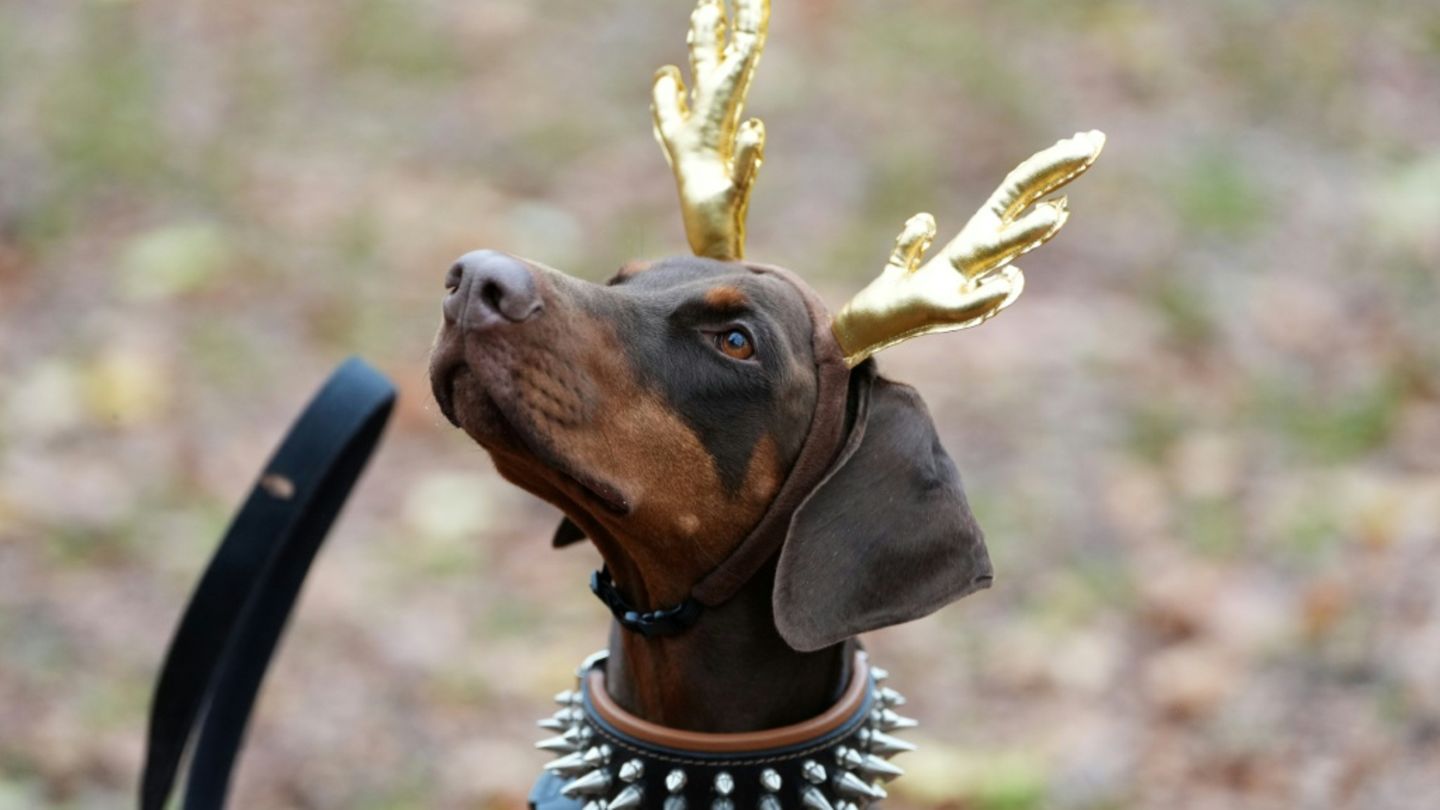 Vierbeiner im Weihnachtsoutfit