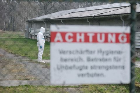 Das Virus ist für den Menschen ungefährlich. (Archivbild) Foto: Sebastian Willnow/dpa