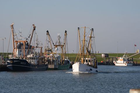 Der Bund zahlt Prämien an Fischer, die ihre Nordsee-Fischkutter aufgeben. (Archivbild) Foto: Marcus Brandt/dpa