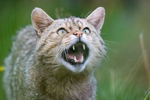 Der BUND schätzt, dass in Niedersachsen rund 800 europäische Wildkatzen leben. (Illustration) Foto: Julian Stratenschulte/dpa