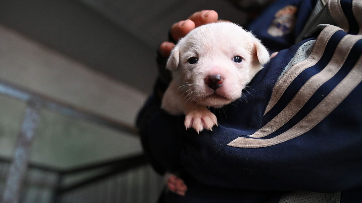 Versto-gegen-Tierschutzgesetz-Polizei-rettet-unterk-hlte-Hundewelpen-bei-Grenzkontrolle