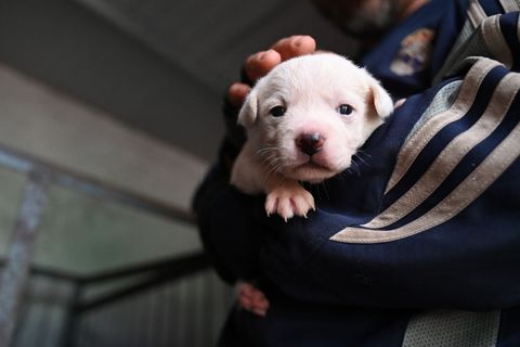 Die Polizisten fanden die Hundewelpen auf dem Beifahrersitz. (Symbolbild) Foto: Johannes Neudecker/dpa
