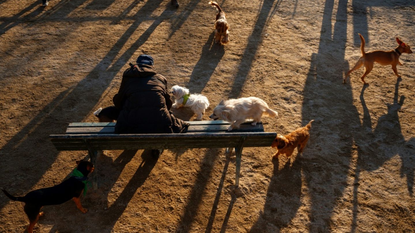 Spielende Hunde in einem Park
