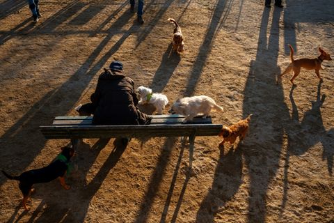 Spielende Hunde in einem Park