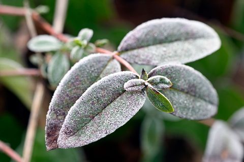 Frost, Nebel und Glättegefahr bestimmen das Wettergeschehen in Rheinland-Pfalz und dem Saarland. (Symbolbild) Foto: Roberto Pfei