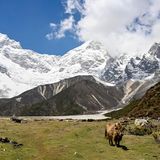 Panorama mit Yak: Den markant gehörnten Hochlandrindern begegnet man hier immer wieder