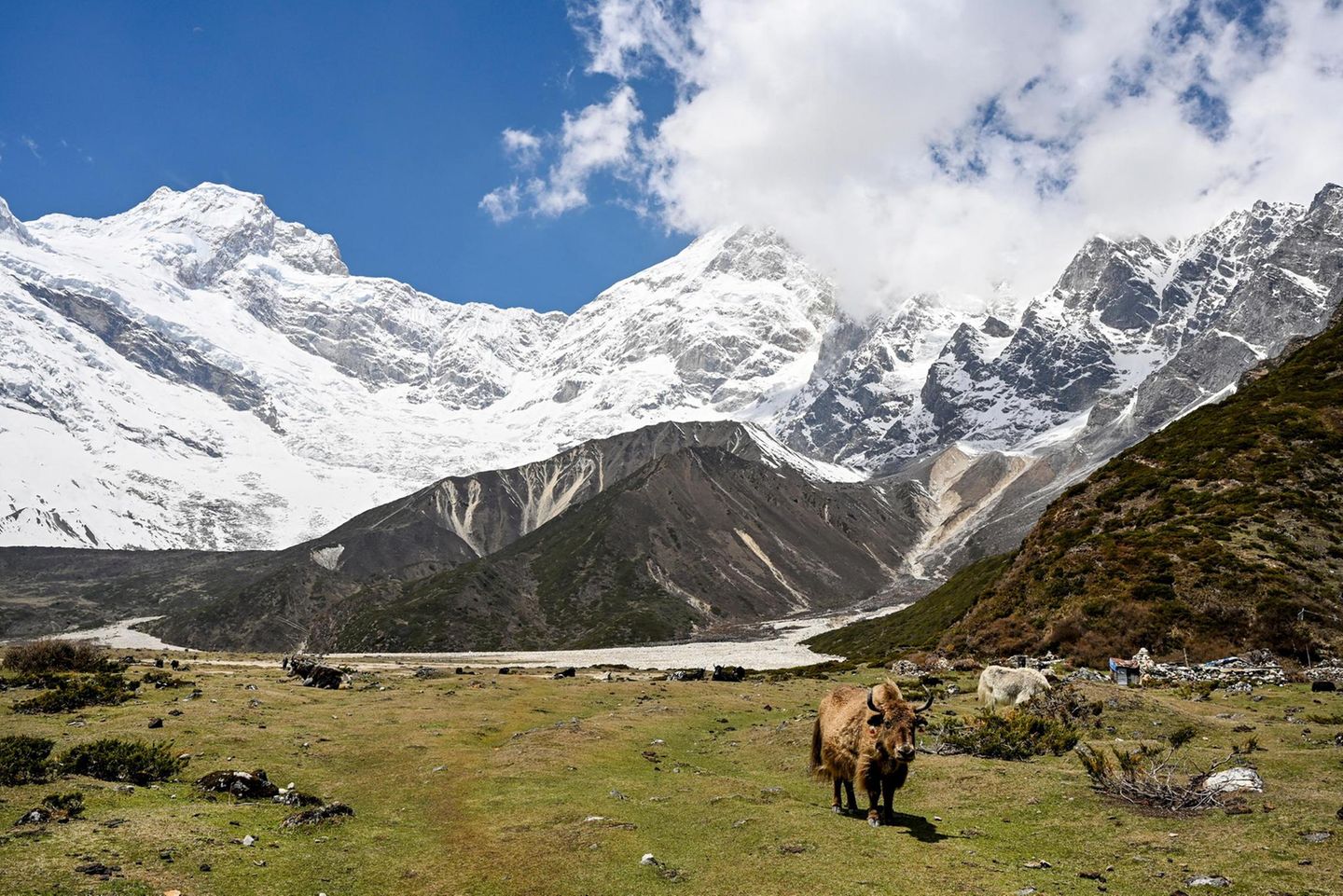 Panorama mit Yak: Den markant gehörnten Hochlandrindern begegnet man hier immer wieder