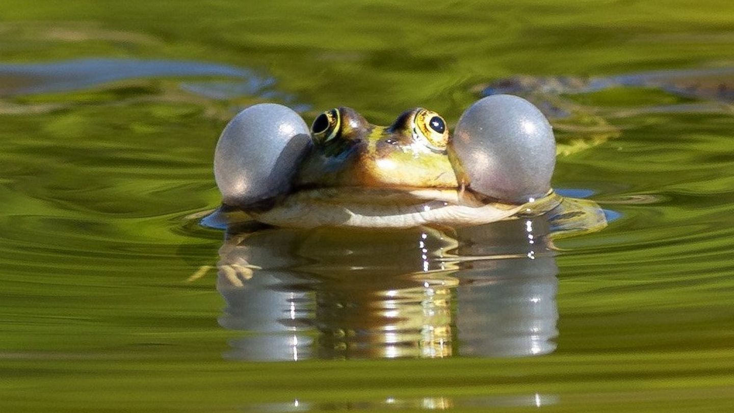 Einige Wasserfroscharten könnten künftig besser geschützt werden. (Illustration) Foto: Soeren Stache/dpa-Zentralbild/ZB