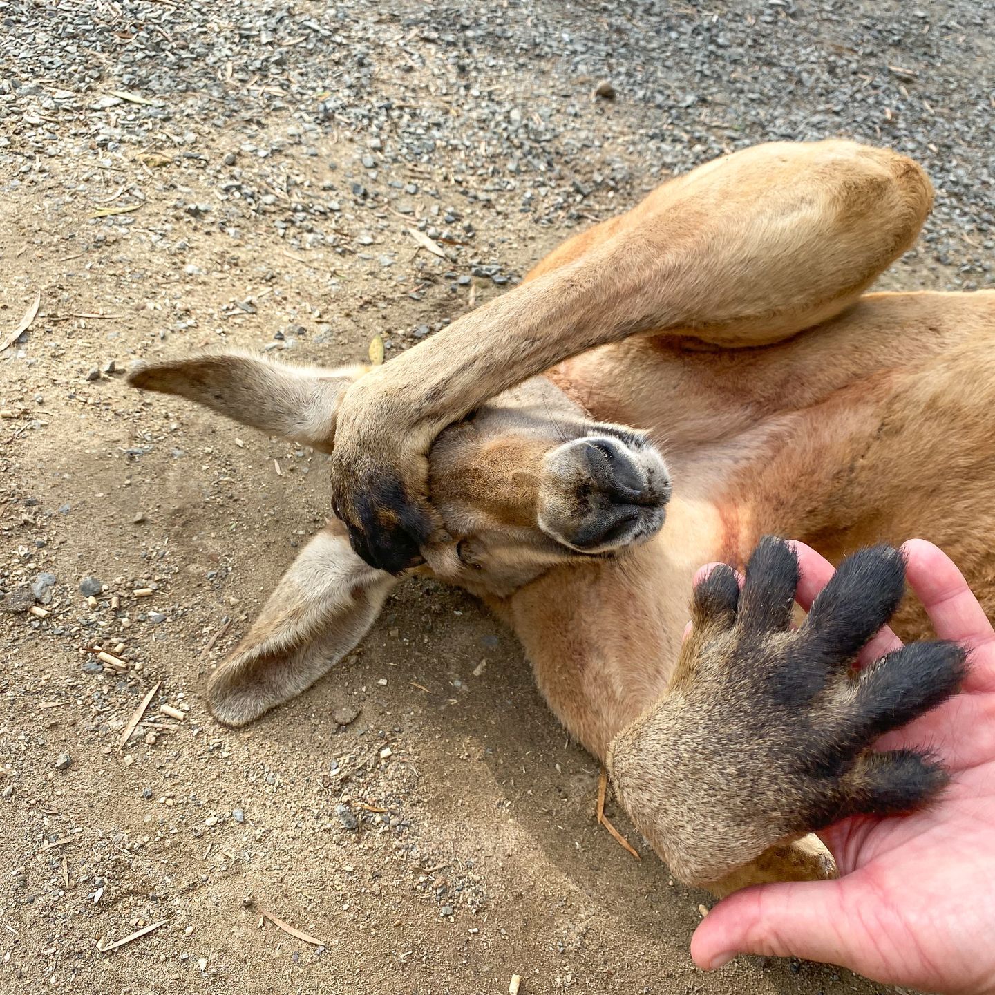 Ob menschliche Hinterlassenschaften, vergorene Beeren oder die Gifte anderer Tiere – für Tiere gibt es viele Möglichkeiten, rauschartige Zustände einzunehmen. Viele von ihnen wählen diese Substanzen ganz bewusst aus, manche sind regelrecht süchtig. Egal, ob am Grund des Meeres, auf tropischen Inseln oder direkt um die Ecke – im Tierreich finden sich auch Junkies.
