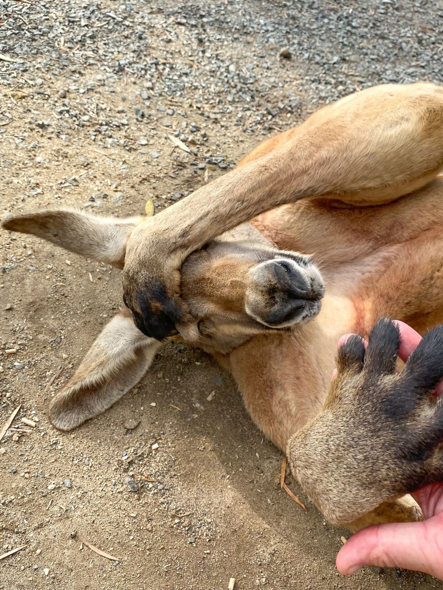 Ob menschliche Hinterlassenschaften, vergorene Beeren oder die Gifte anderer Tiere – für Tiere gibt es viele Möglichkeiten, rauschartige Zustände einzunehmen. Viele von ihnen wählen diese Substanzen ganz bewusst aus, manche sind regelrecht süchtig. Egal, ob am Grund des Meeres, auf tropischen Inseln oder direkt um die Ecke – im Tierreich finden sich auch Junkies.