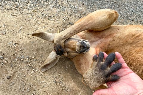 Ob menschliche Hinterlassenschaften, vergorene Beeren oder die Gifte anderer Tiere – für Tiere gibt es viele Möglichkeiten, rauschartige Zustände einzunehmen. Viele von ihnen wählen diese Substanzen ganz bewusst aus, manche sind regelrecht süchtig. Egal, ob am Grund des Meeres, auf tropischen Inseln oder direkt um die Ecke – im Tierreich finden sich auch Junkies.