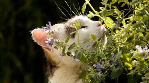 Petsentials Bentonit-Katzenstreu 20 L – Super Klumpend, Mit Leinenduft, Staubarm & Geruchsbindend