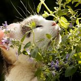 Katzen mögen Katzenminze