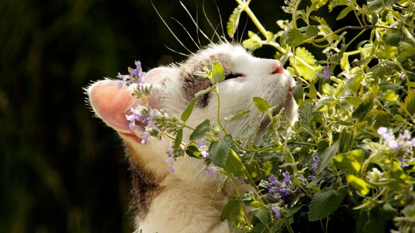 Katzen mögen Katzenminze