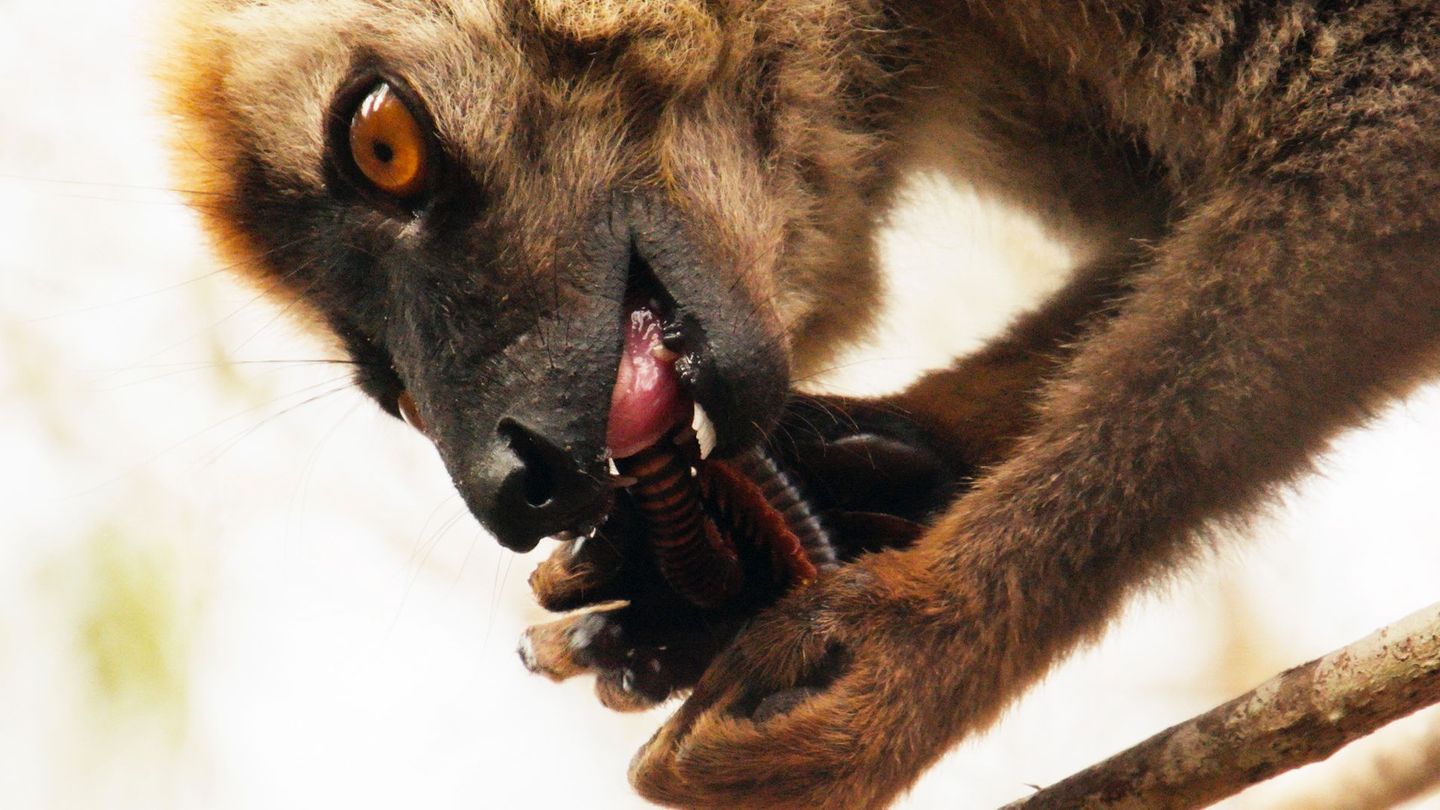 Tausendfüßlergift für Lemuren