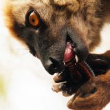 Tausendfüßlergift für Lemuren