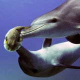 Delfine stehen auf Kugelfischgift