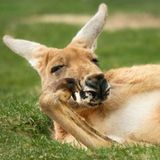 Mohnsüchtige Kängurus