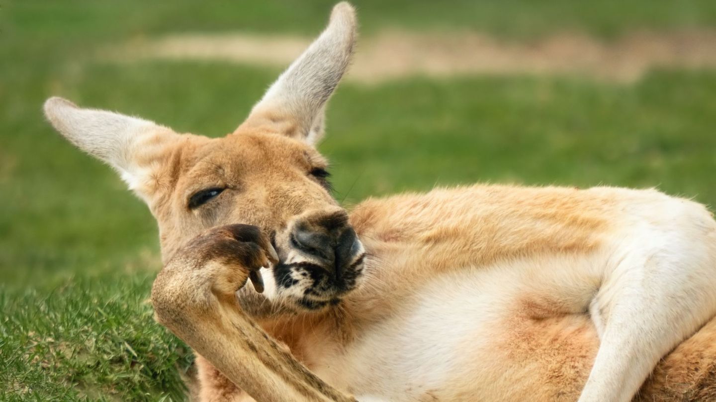 Mohnsüchtige Kängurus