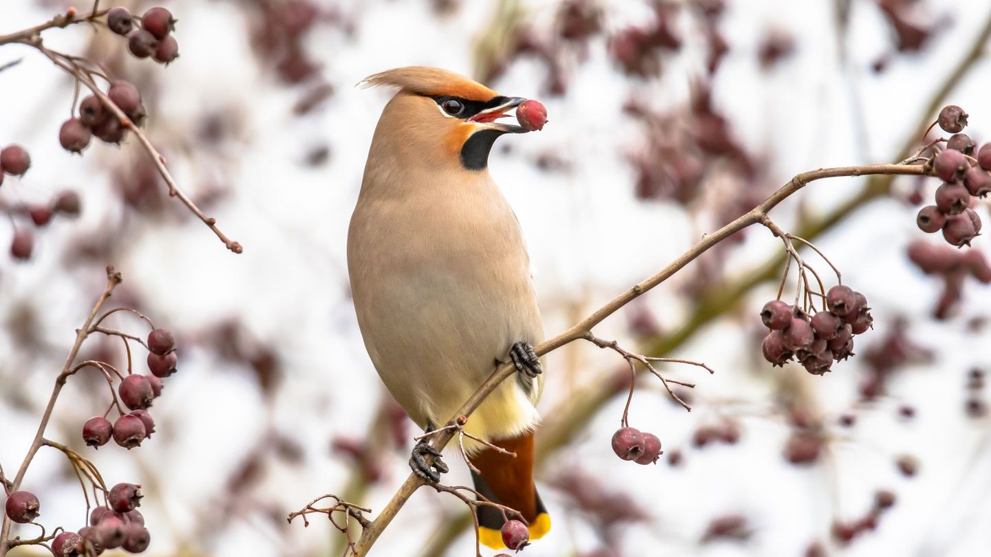 Fermentierte Vogelbeeren
